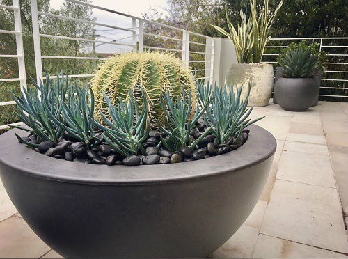 Blue chalk sticks – Sencio Mandraliscae